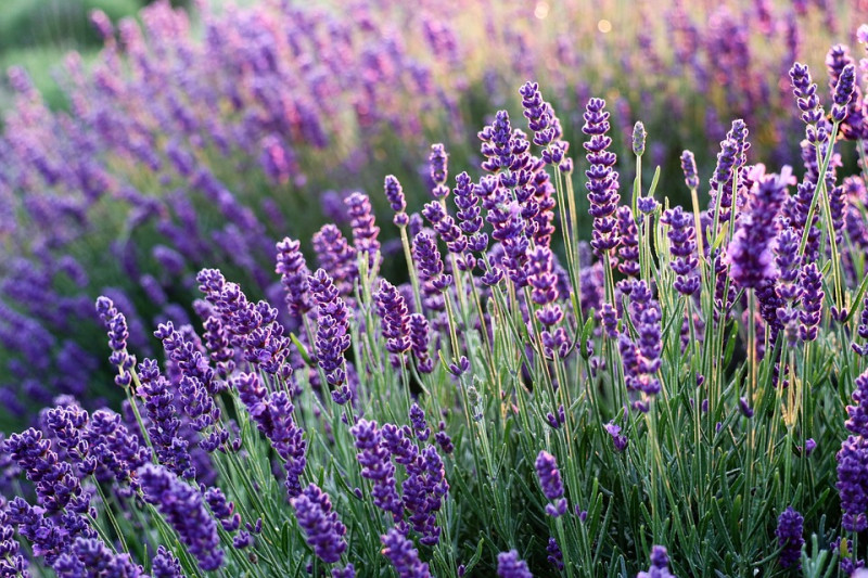 Hoog groeiende lavendel -hogere soorten lavandula - 'Hidcote Giant'